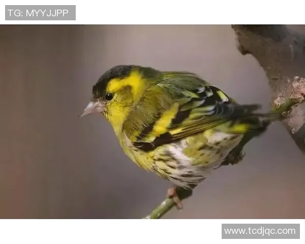 从零起步掌握英雄联盟意识技巧全方位指南助你成为游戏高手